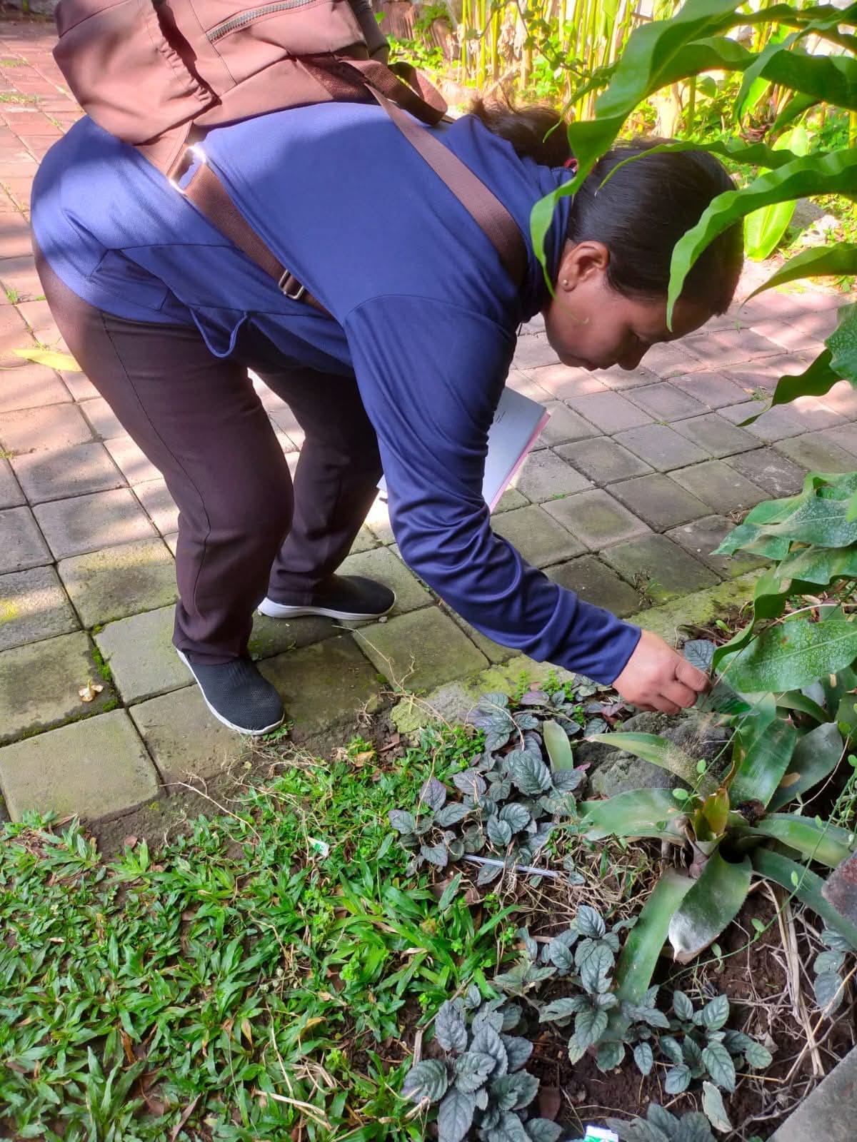 Optimalisasi Gerakan PSN 3M Plus Cegah DBD