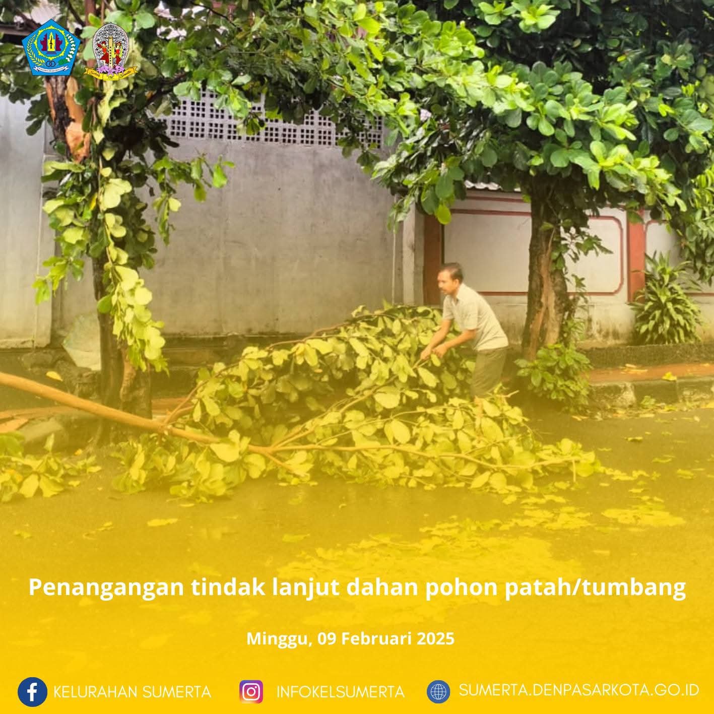 Pelaksanaan Penanganan Pohon Tebang di Areal Kelurahan Sumerta